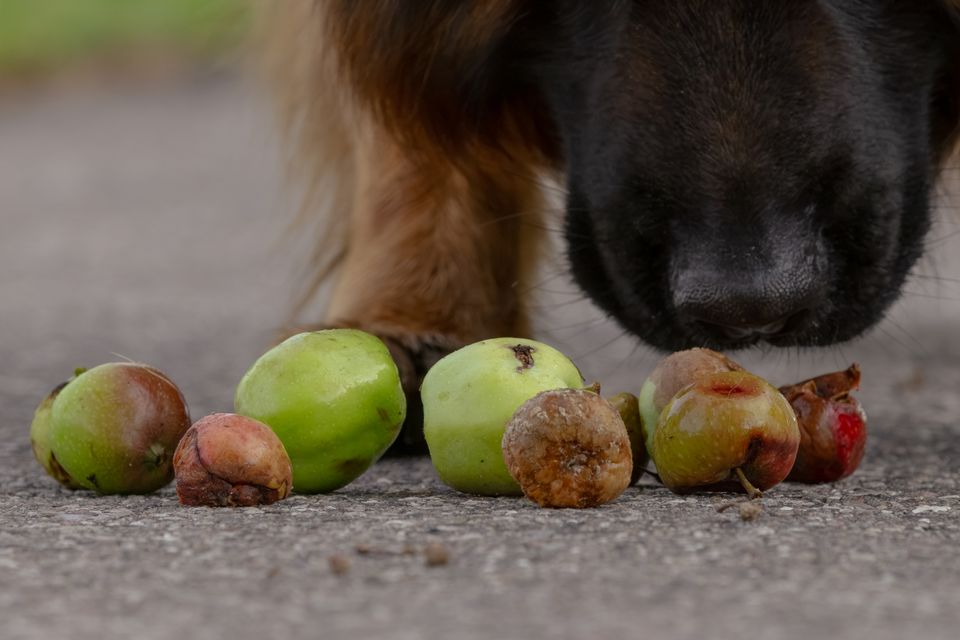 Nedfaldsfrugt kan sende hunde akut til dyrlægen: Fire farer lurer i haven
