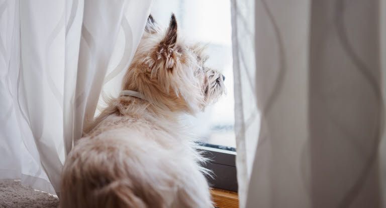 Sommerferien kan ramme hundens rutiner: Unge hunde er særligt udsatte
