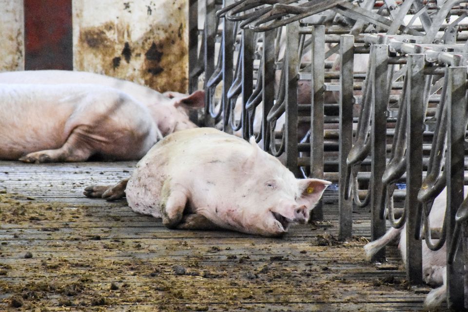 Dyrenes Beskyttelse: Knap 1.500 dyrevelfærdskontroller blev ikke gennemført
